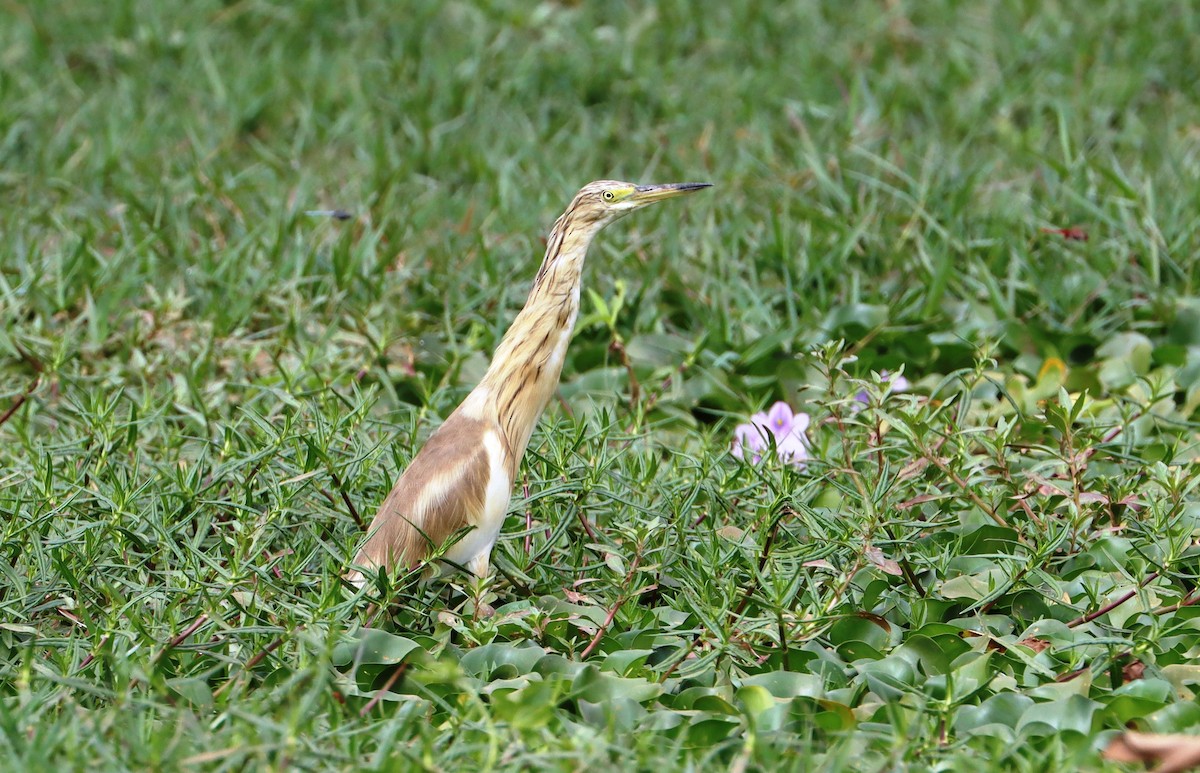 Squacco Heron - ML646838992
