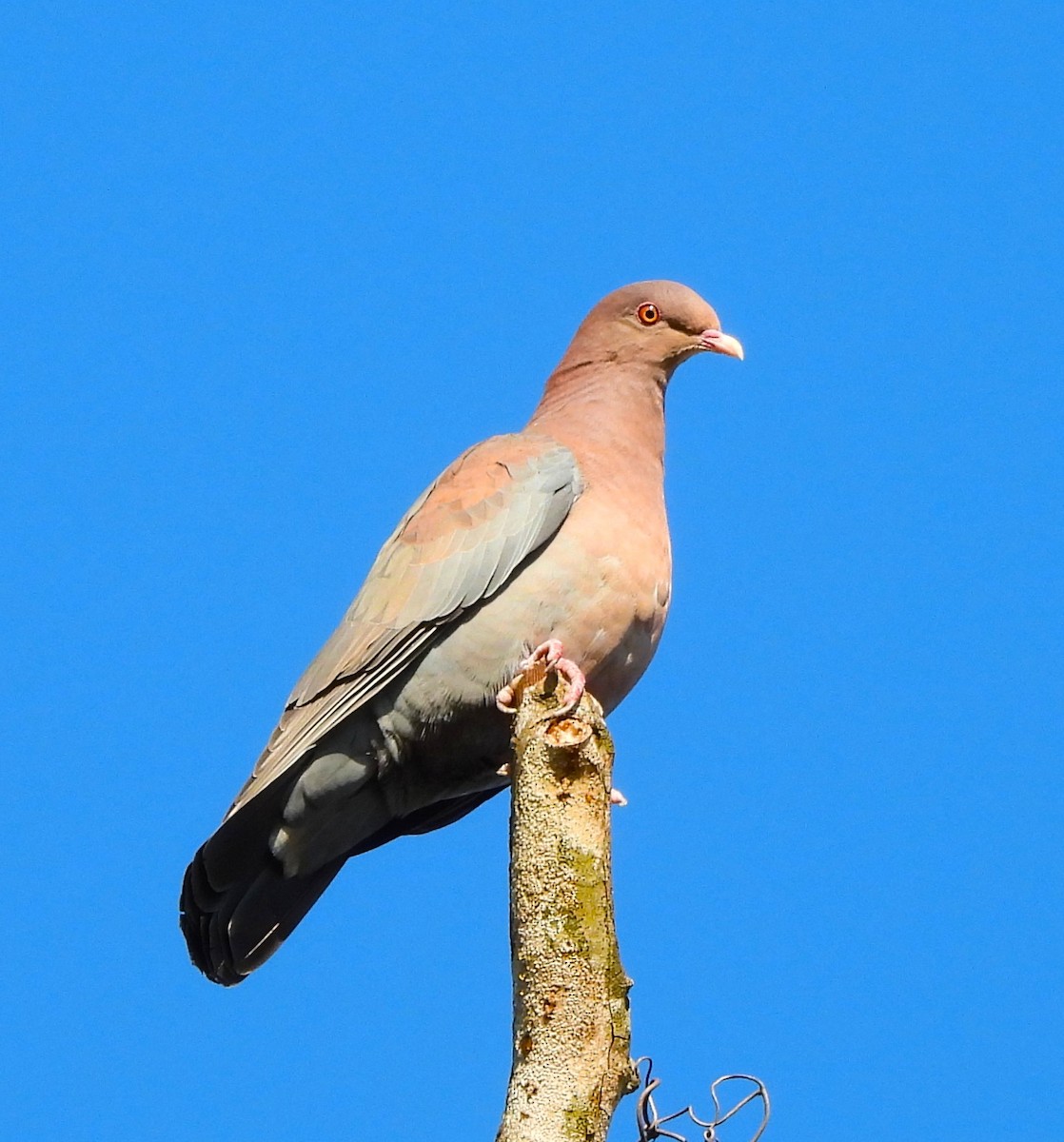 Red-billed Pigeon - ML646838993