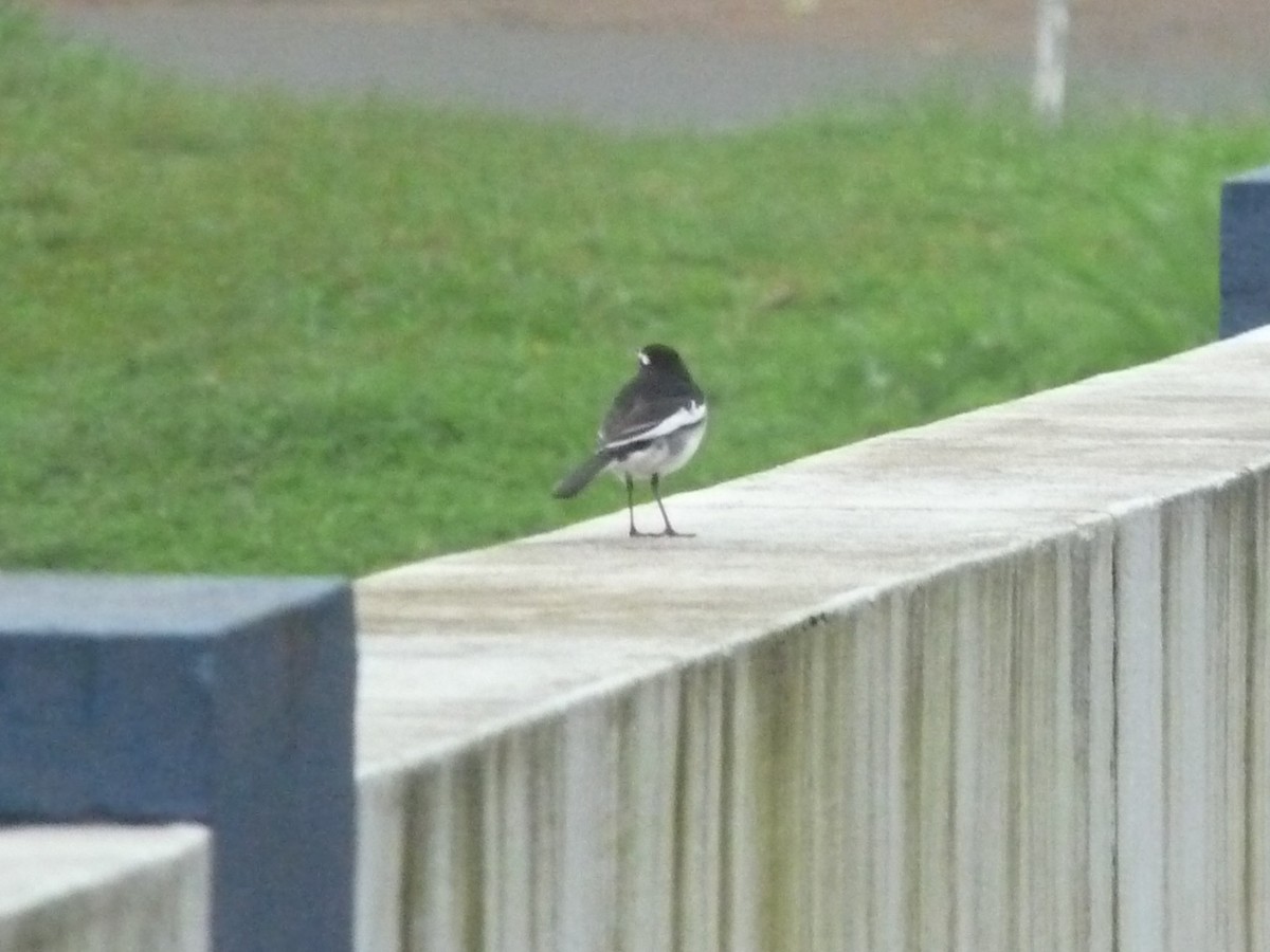 konipas indický - ML646838994