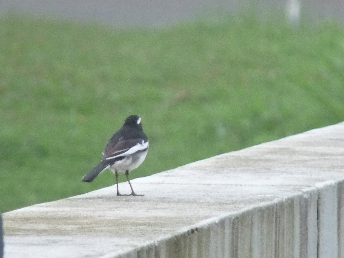 konipas indický - ML646838995