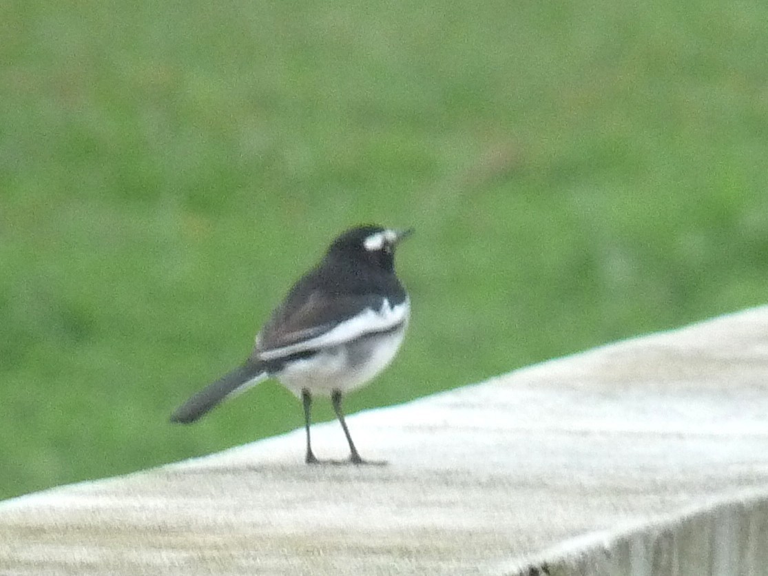 konipas indický - ML646838996