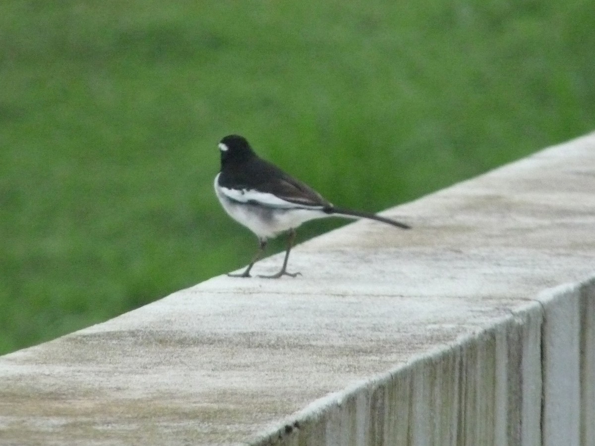 konipas indický - ML646838997