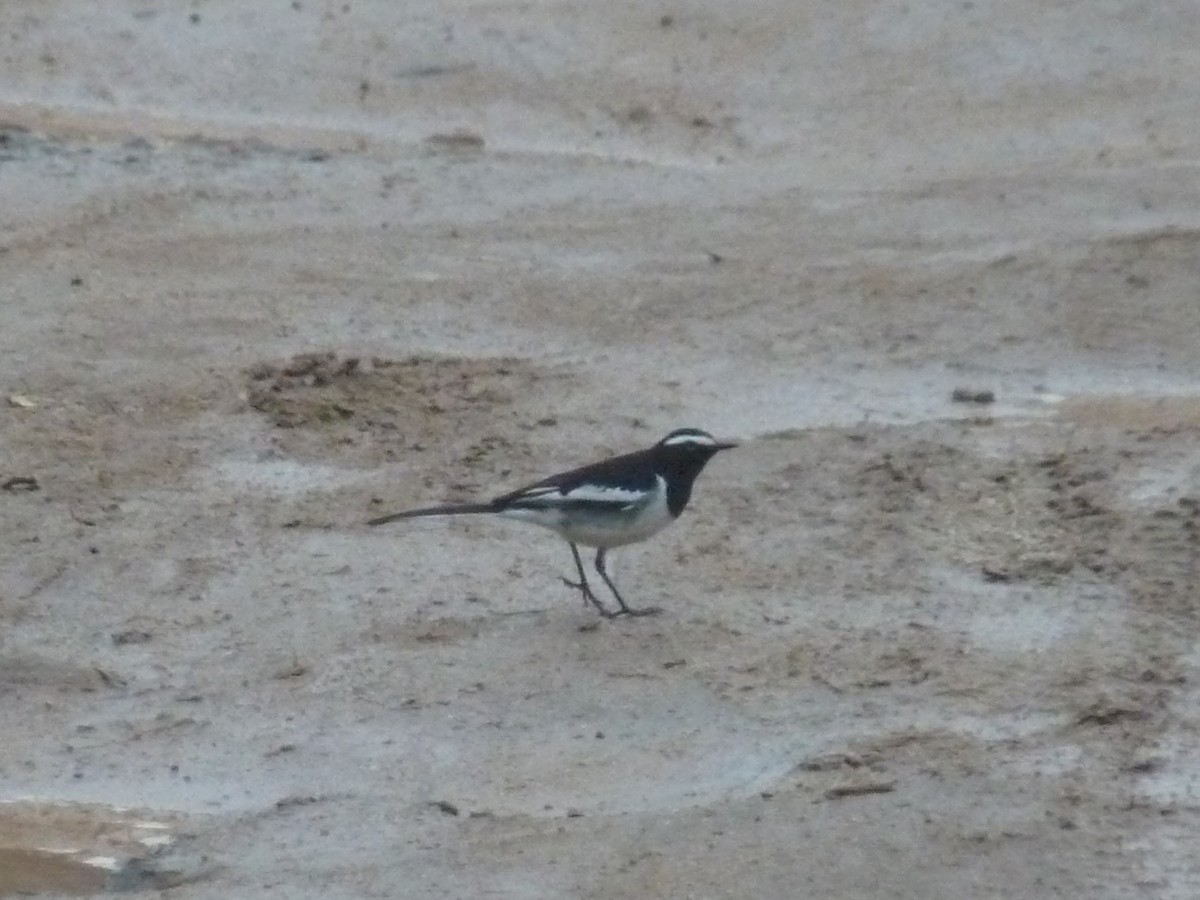 konipas indický - ML646838998