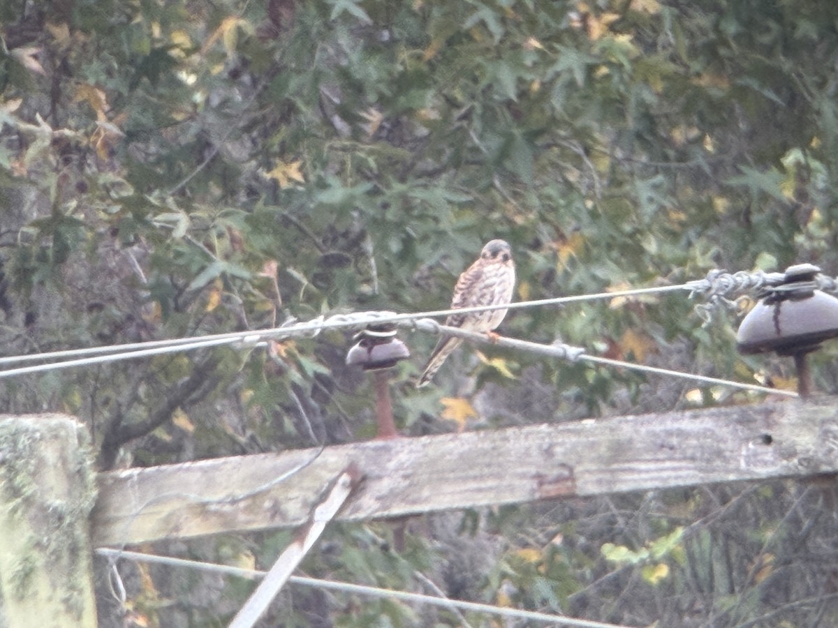 アメリカチョウゲンボウ - ML646839002