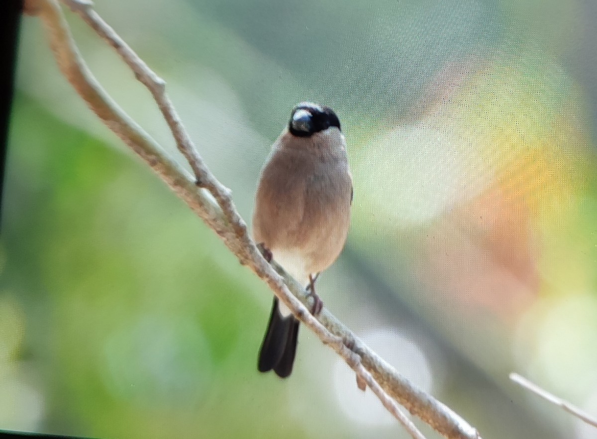 Gimpel - ML646839003