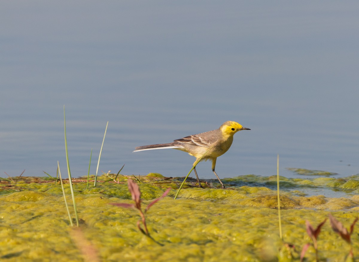 黃頭鶺鴒 - ML646839004