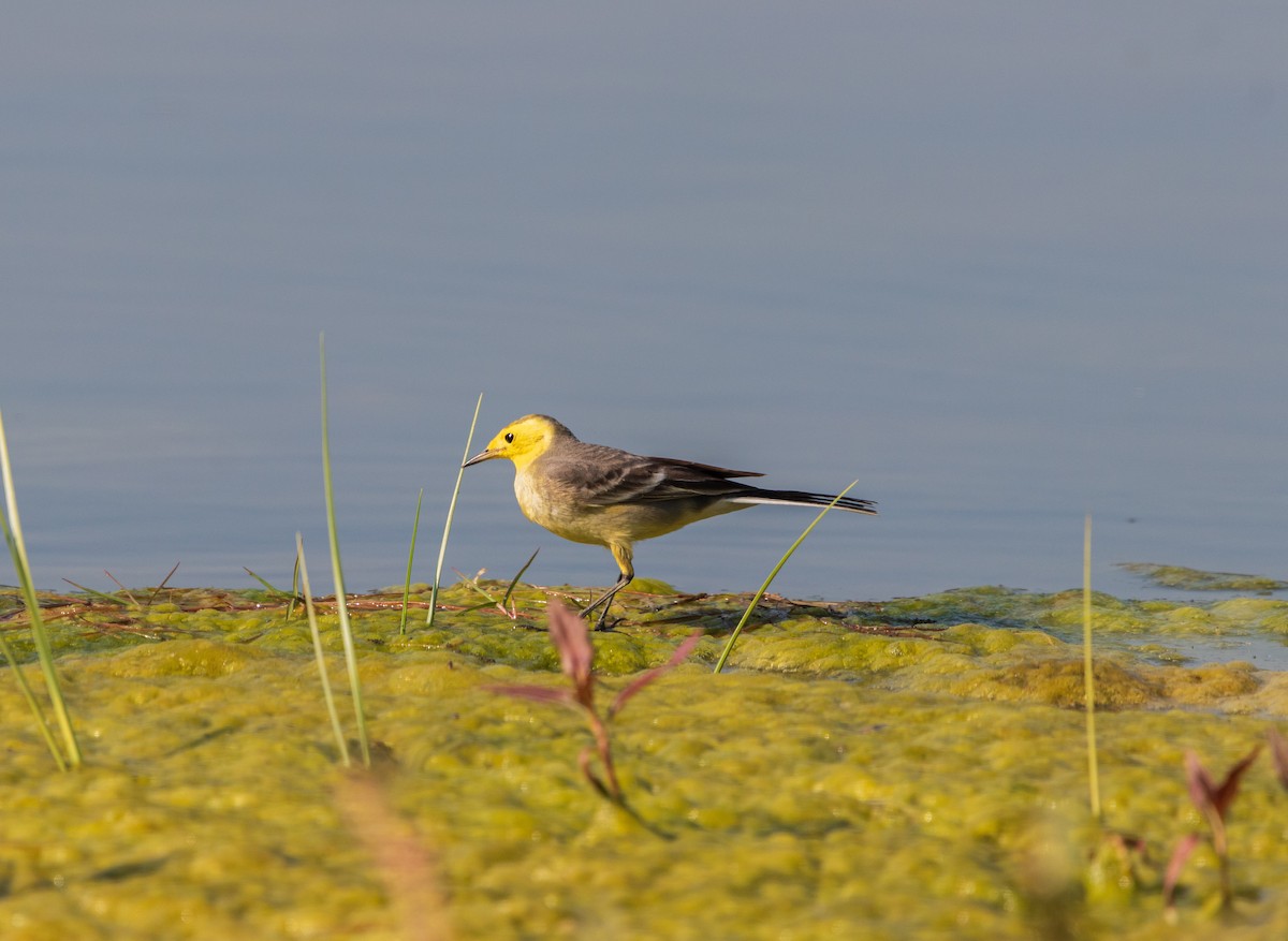 黃頭鶺鴒 - ML646839005