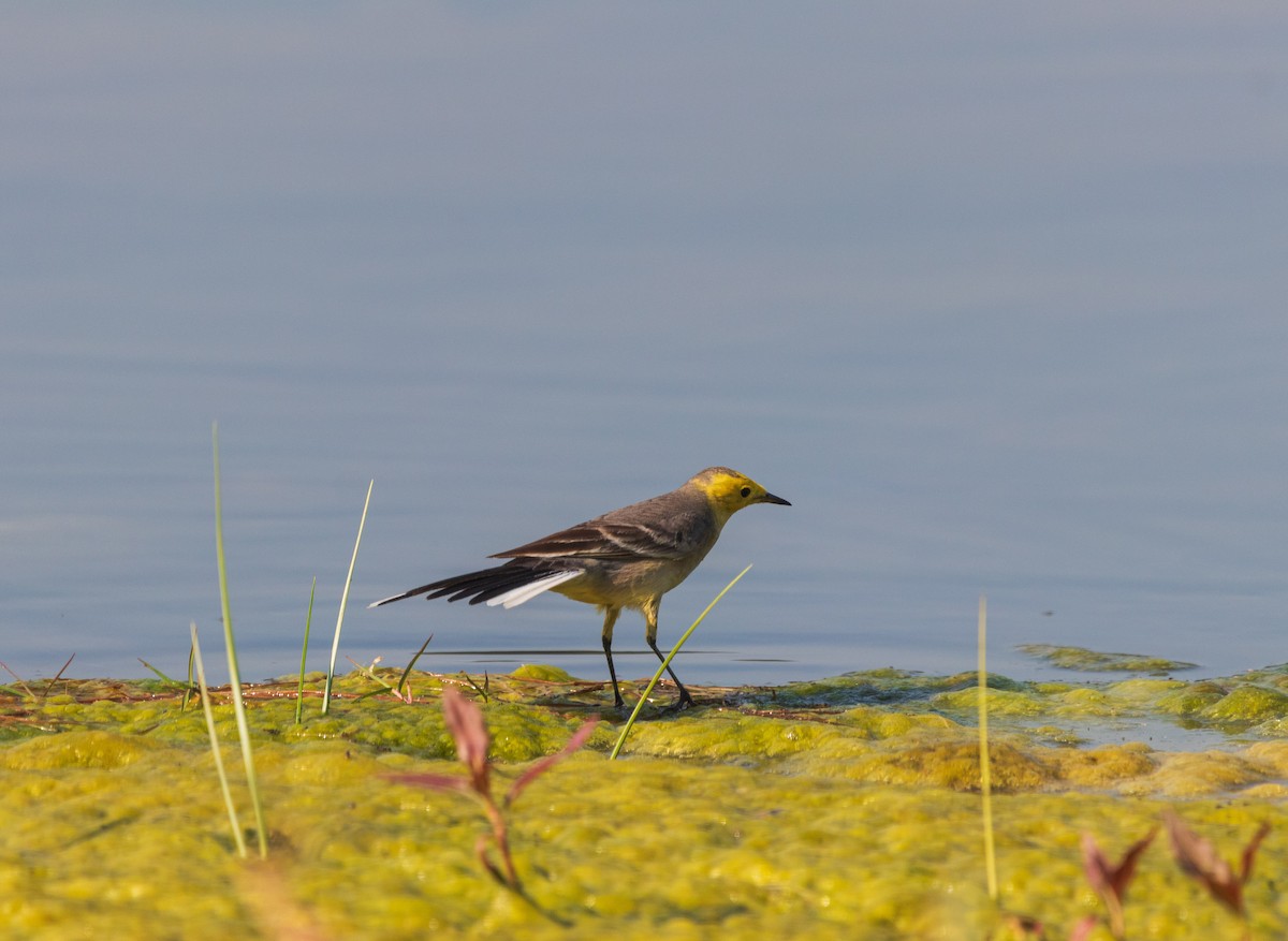 黃頭鶺鴒 - ML646839006