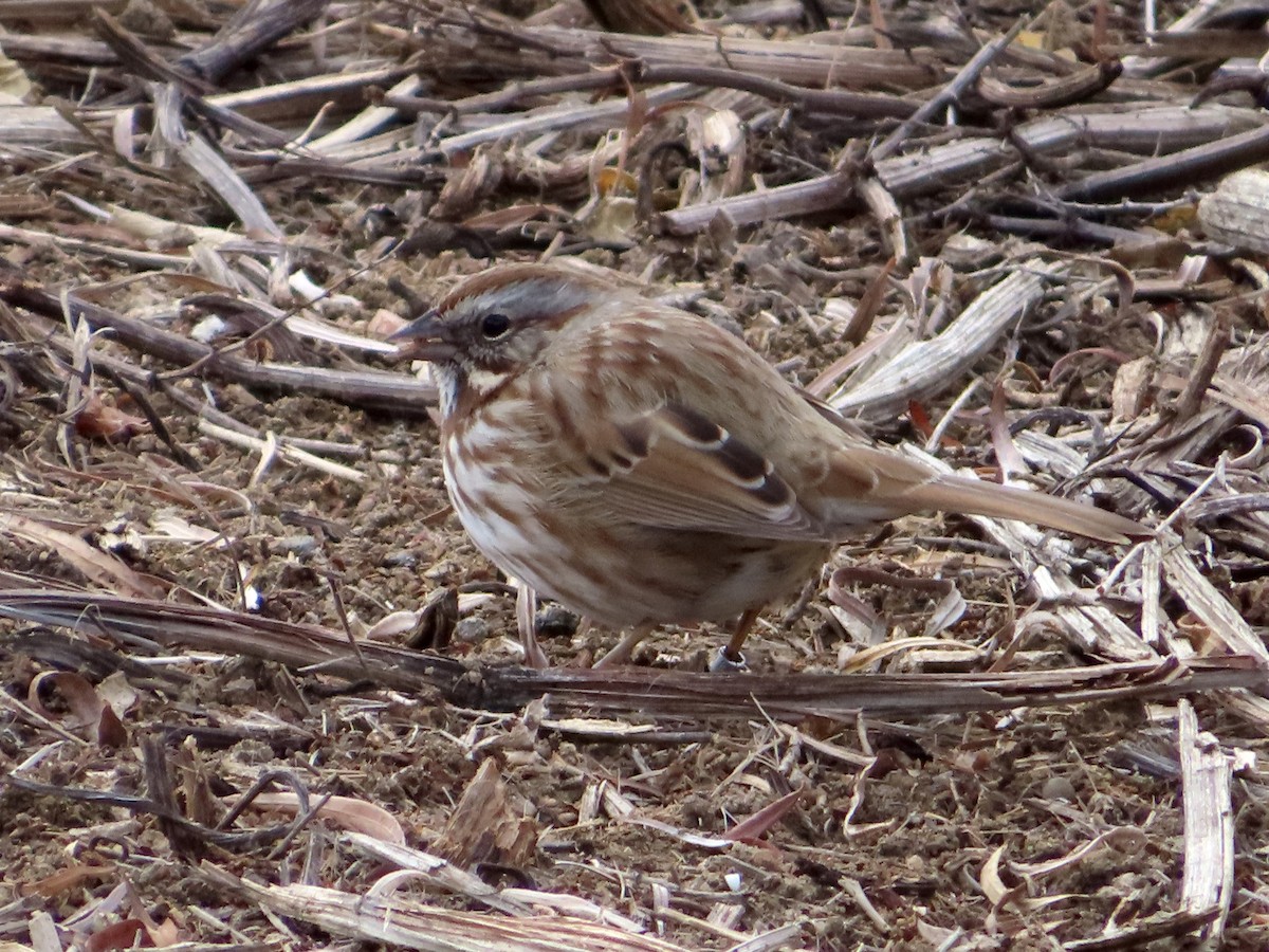 Bruant chanteur - ML646839008