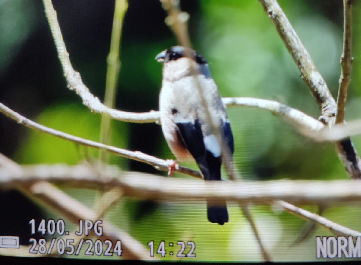 Gimpel - ML646839014