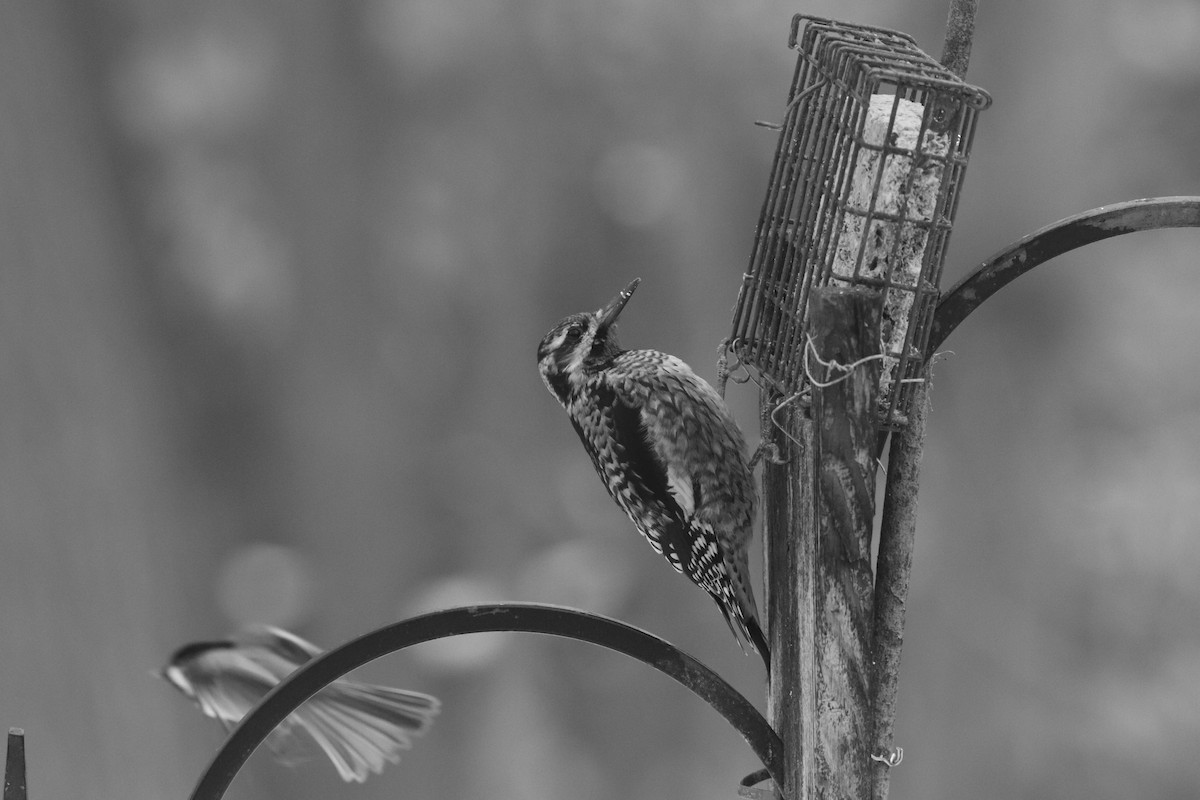 Yellow-bellied Sapsucker - ML646839015