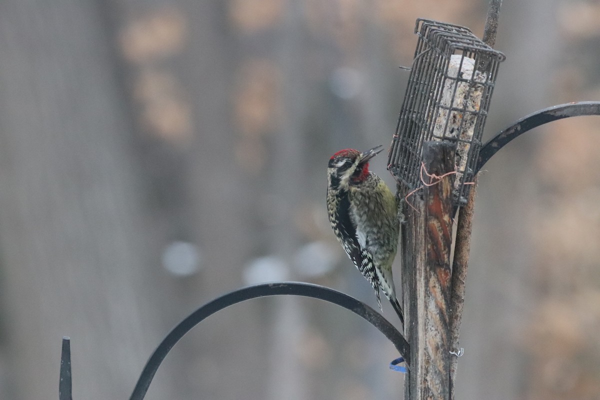 Yellow-bellied Sapsucker - ML646839016