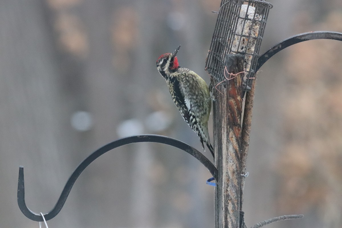 Yellow-bellied Sapsucker - ML646839017