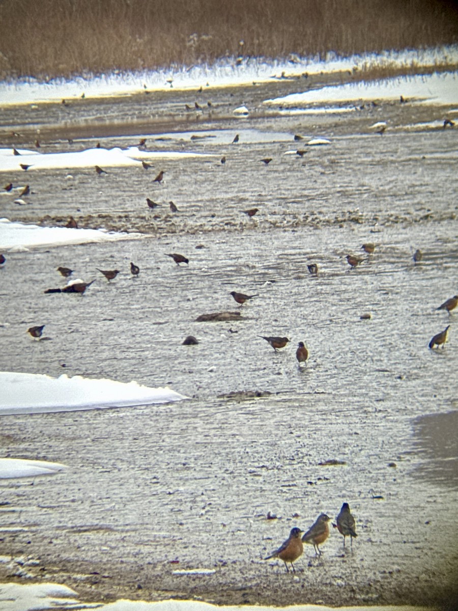 American Robin - ML646839021