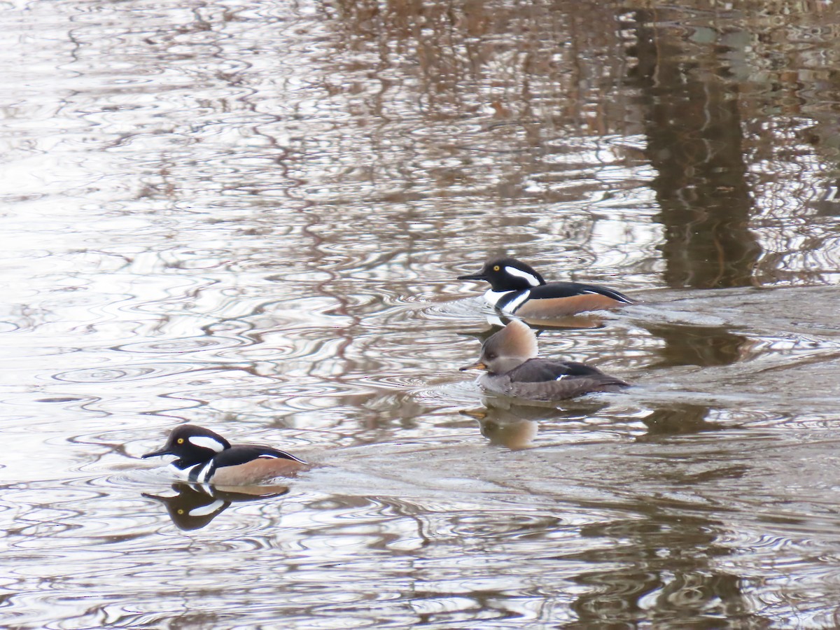 Hooded Merganser - ML646839022