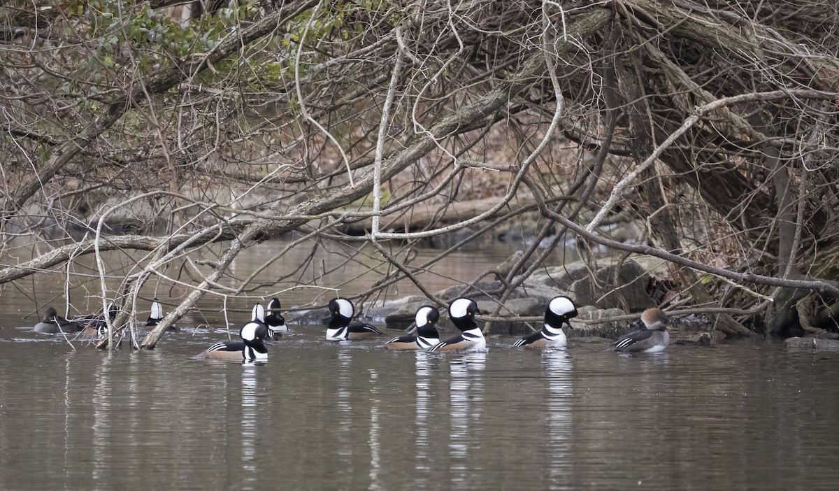 オウギアイサ - ML646839026