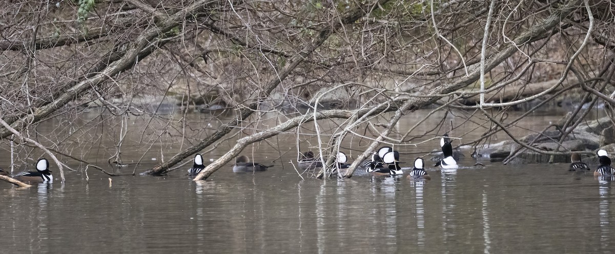 オウギアイサ - ML646839027