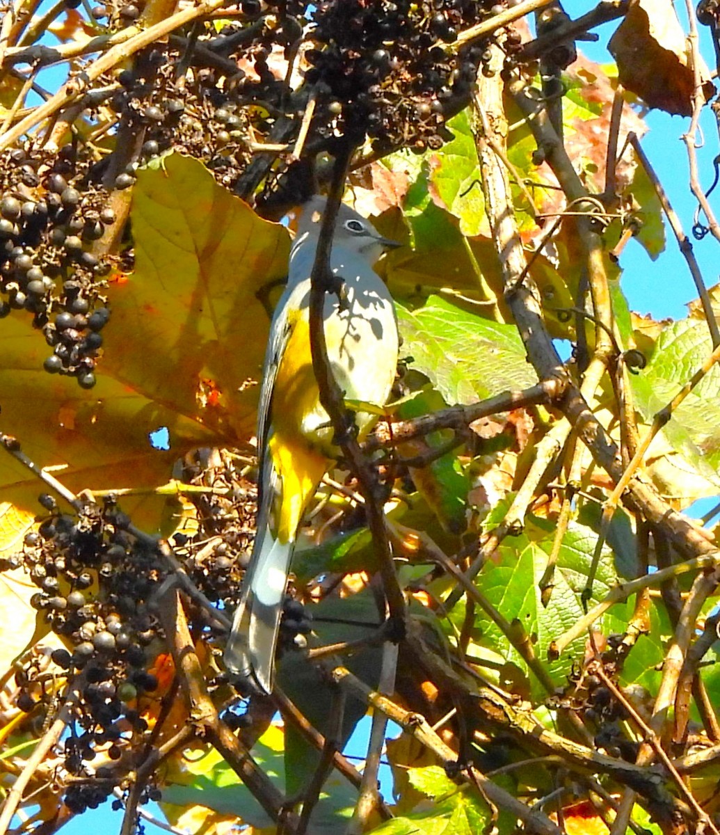 Gray Silky-flycatcher - ML646839028