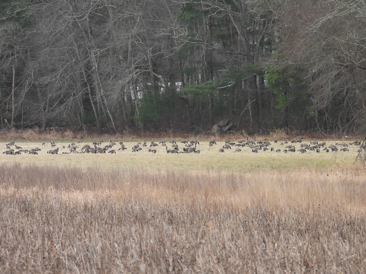 Kanadagans - ML646839029