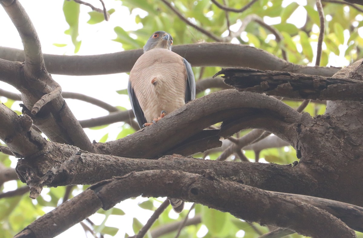 Shikra - ML646839030