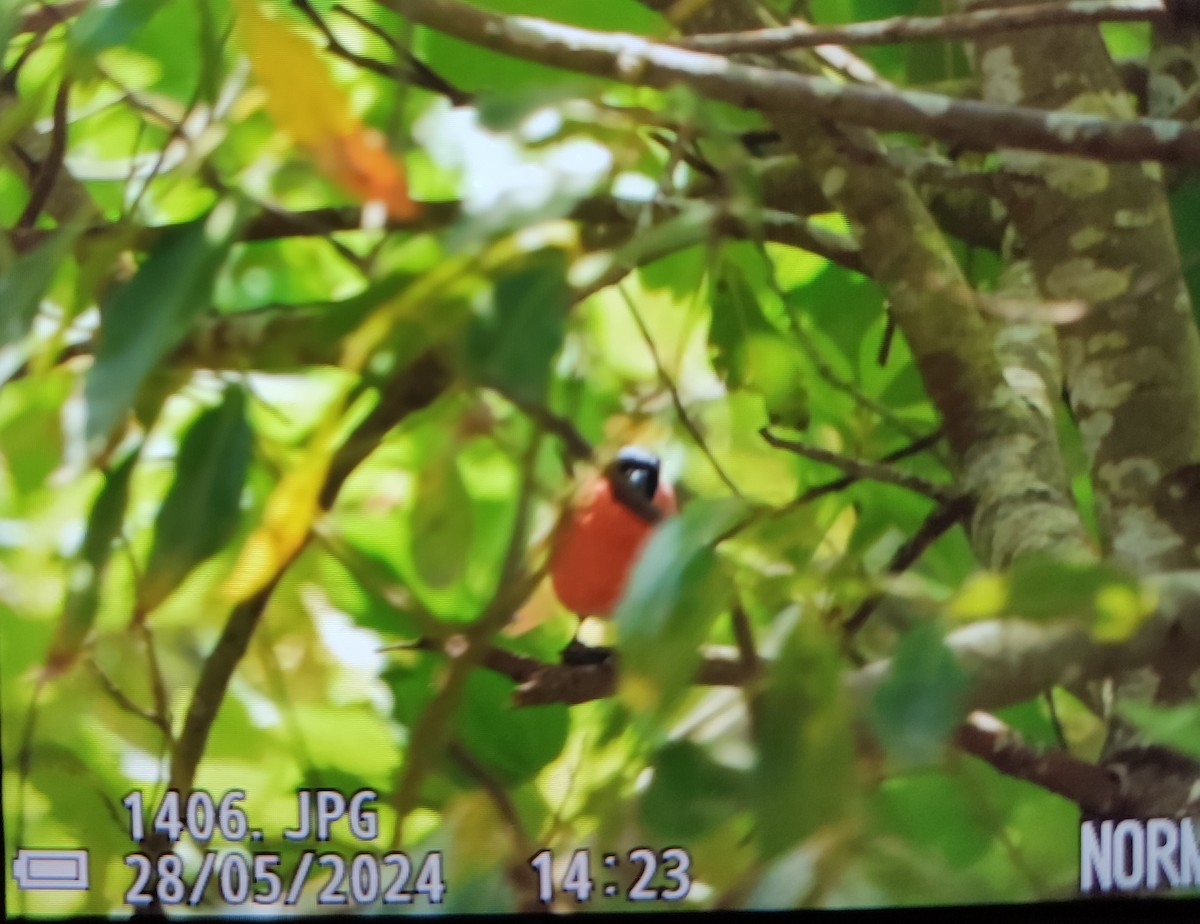 Gimpel - ML646839032