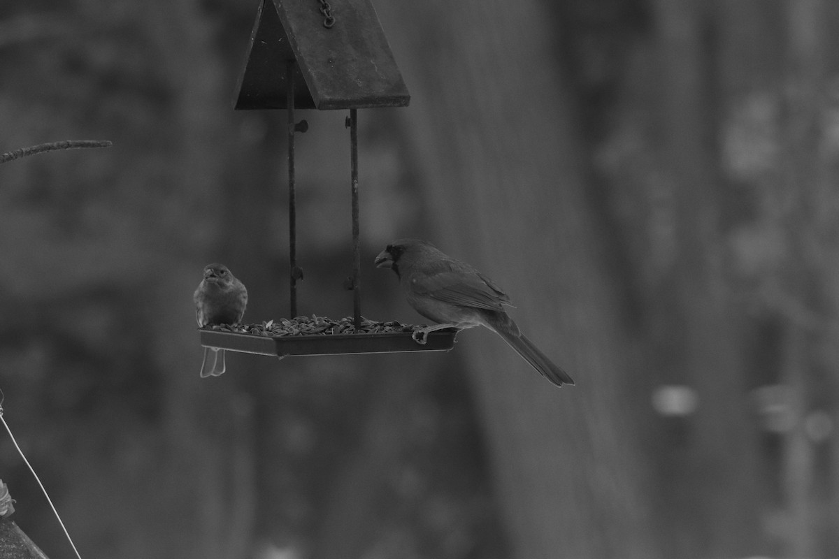 Northern Cardinal - ML646839033