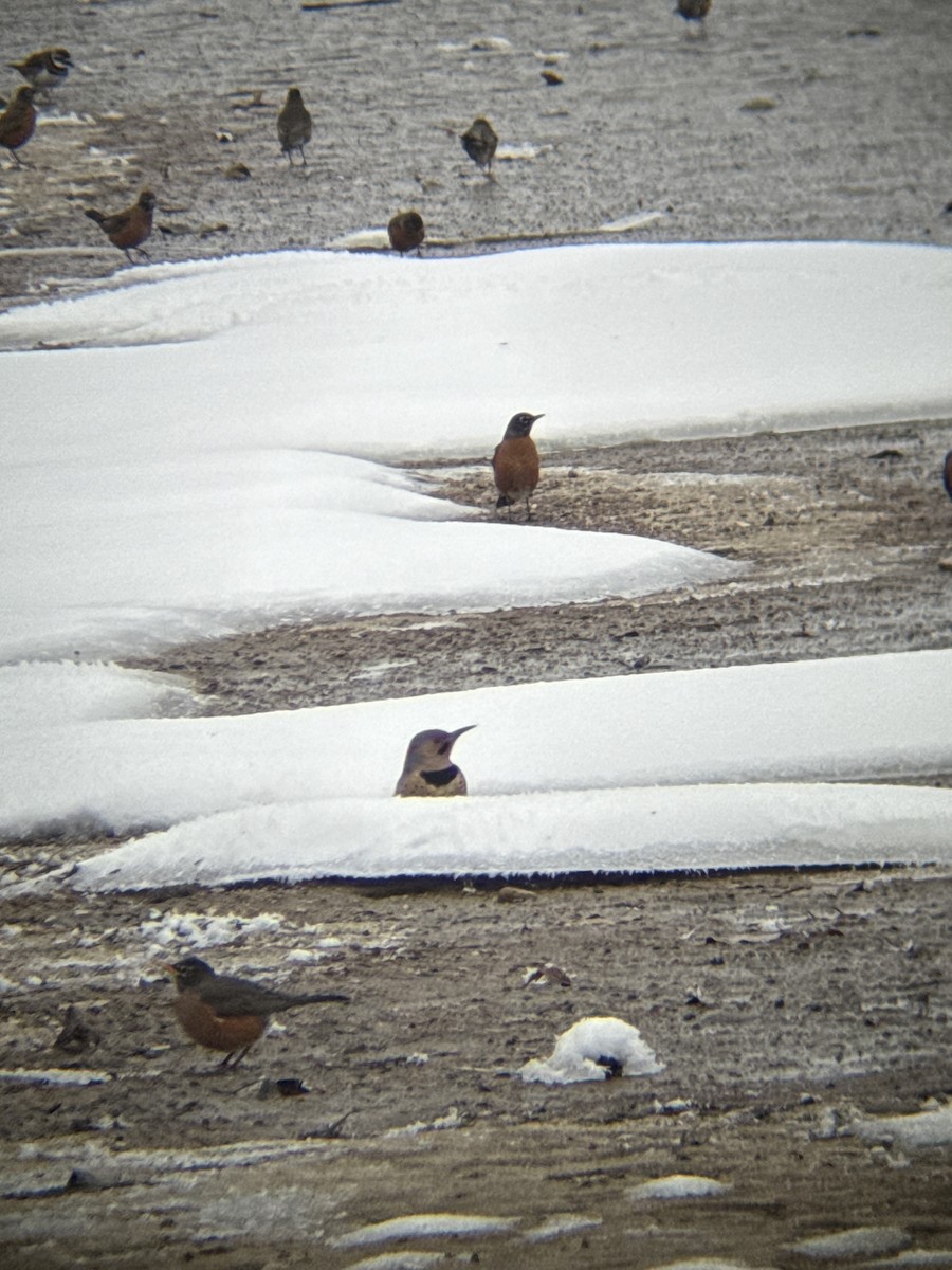 Northern Flicker - ML646839035