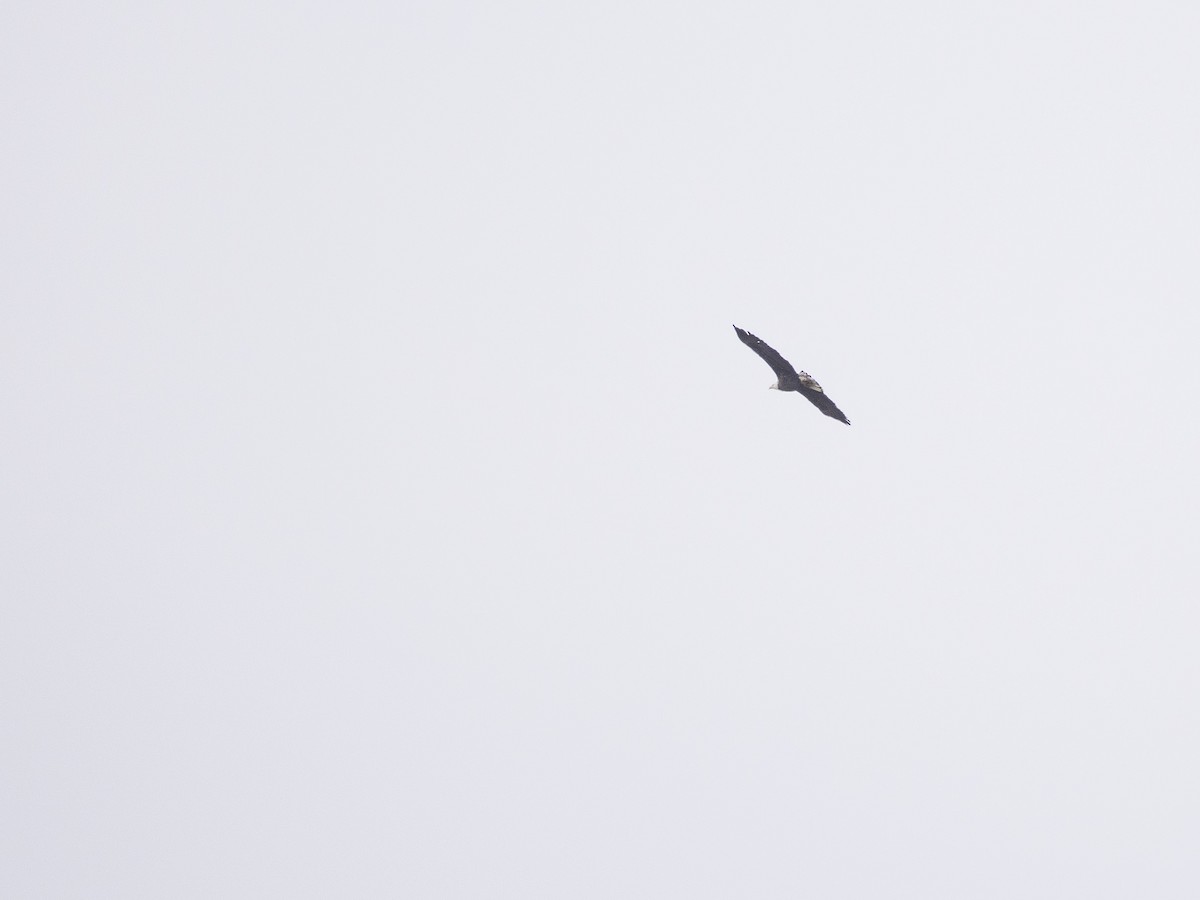 ハクトウワシ - ML646839038