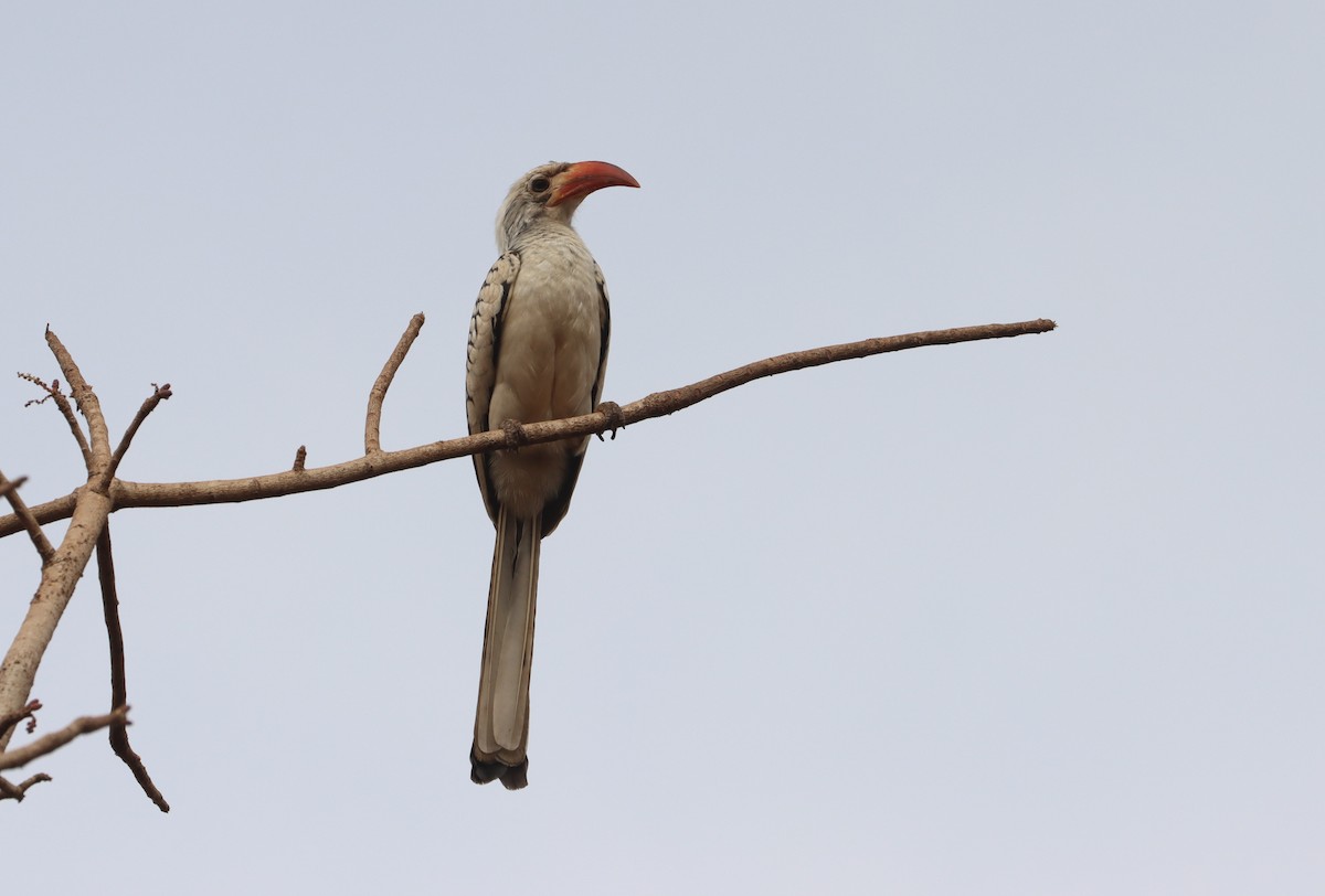 Northern Red-billed Hornbill - ML646839039