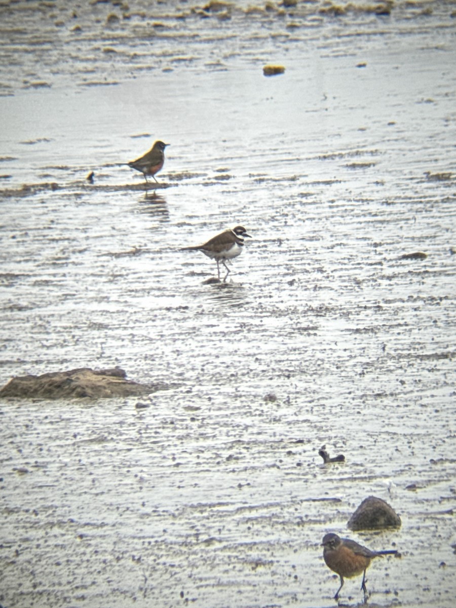 Killdeer - ML646839042