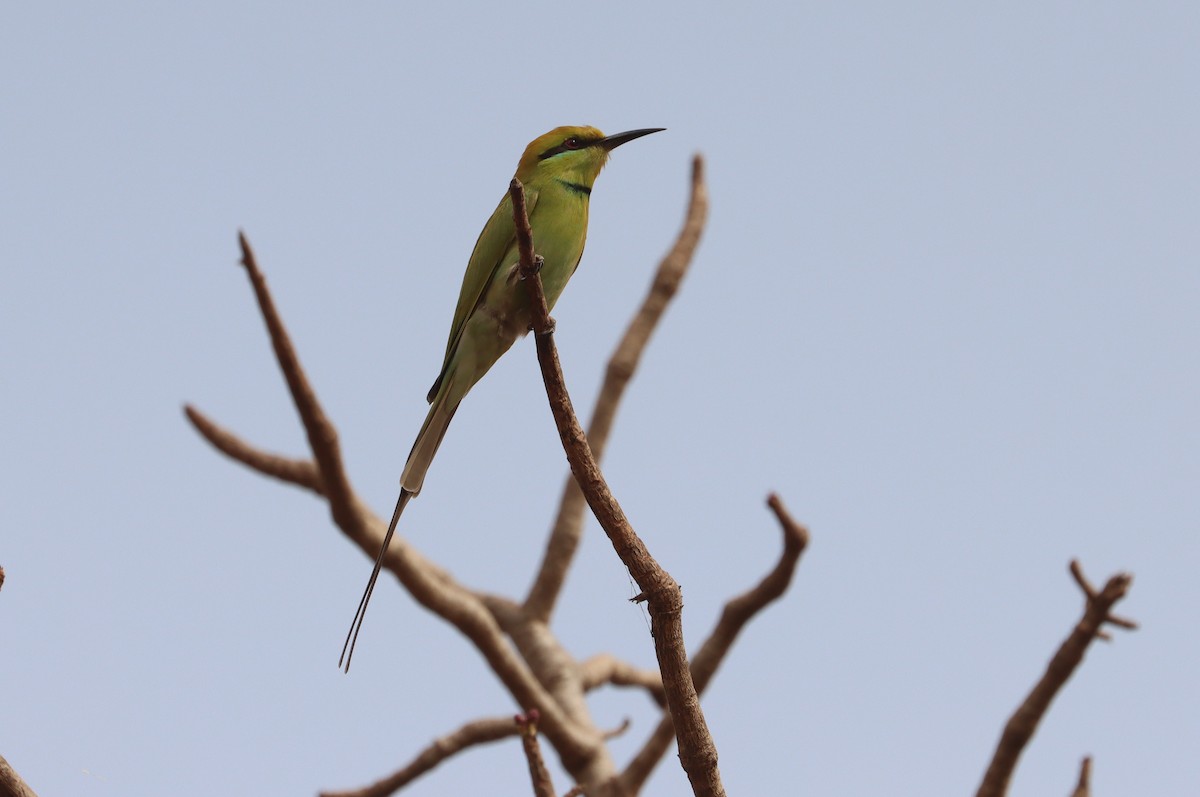 African Green Bee-eater - ML646839045