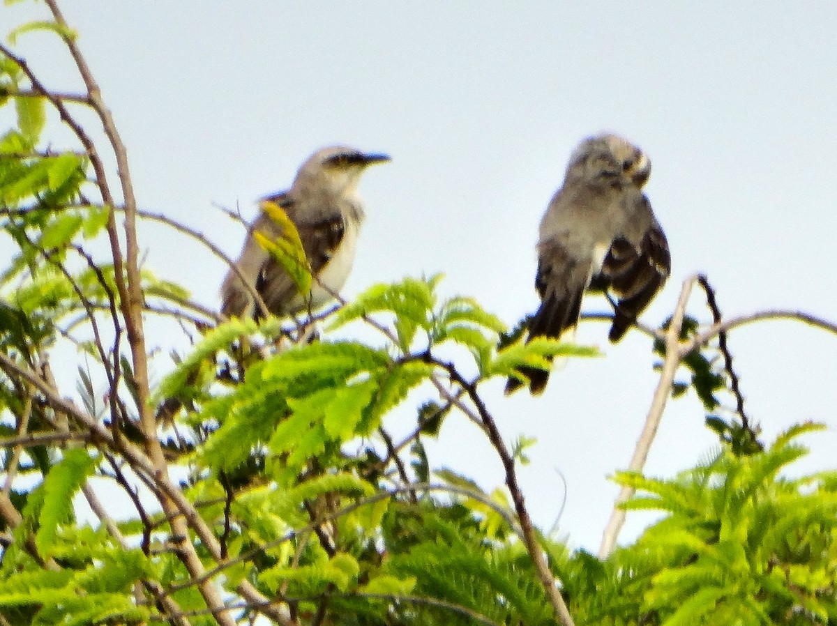 Tropical Mockingbird - ML646839046