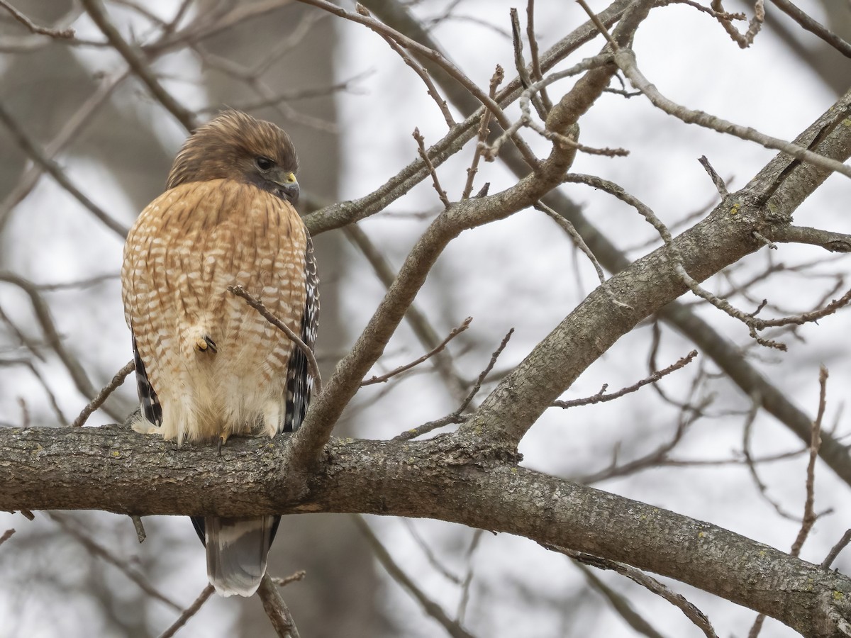 カタアカノスリ - ML646839049