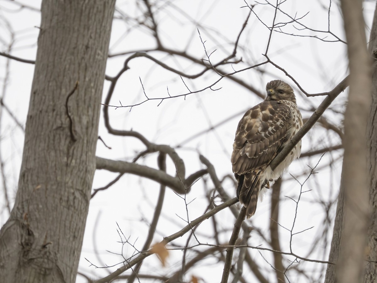 カタアカノスリ - ML646839050