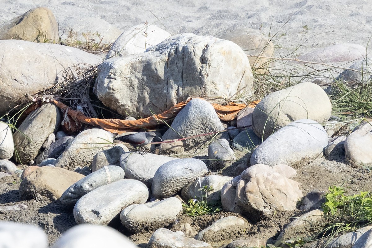 Wallcreeper - ML646839055