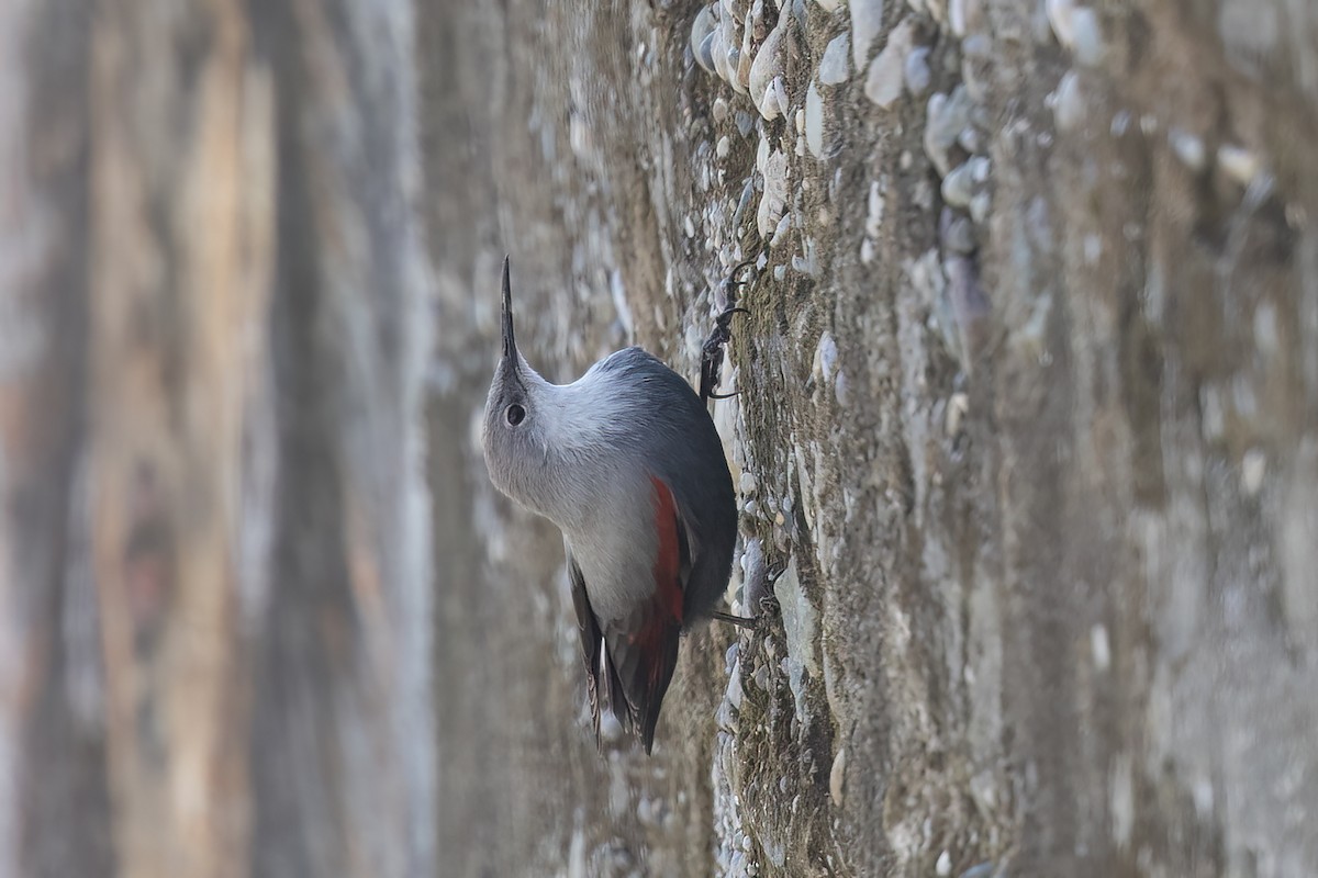 Wallcreeper - ML646839056