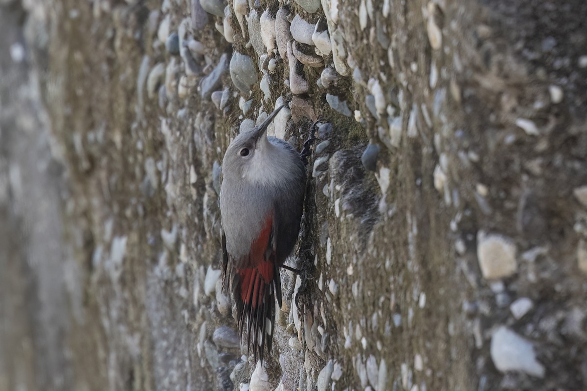 Wallcreeper - ML646839057