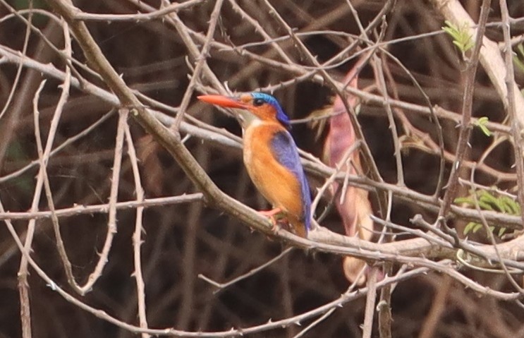 Malachite Kingfisher - ML646839059