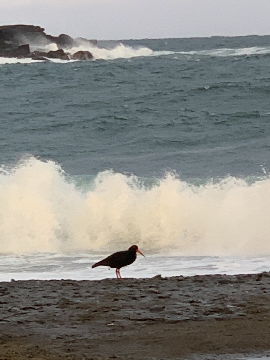 Sooty Oystercatcher - ML646839062