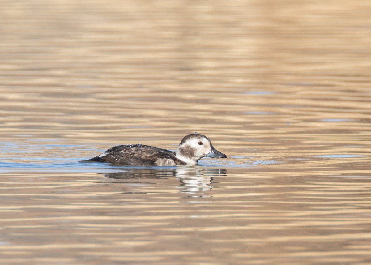 Eisente - ML646839063