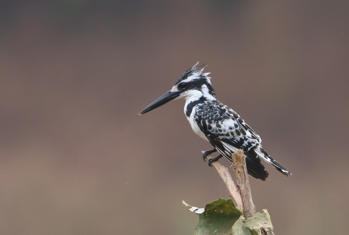 Pied Kingfisher - ML646839064