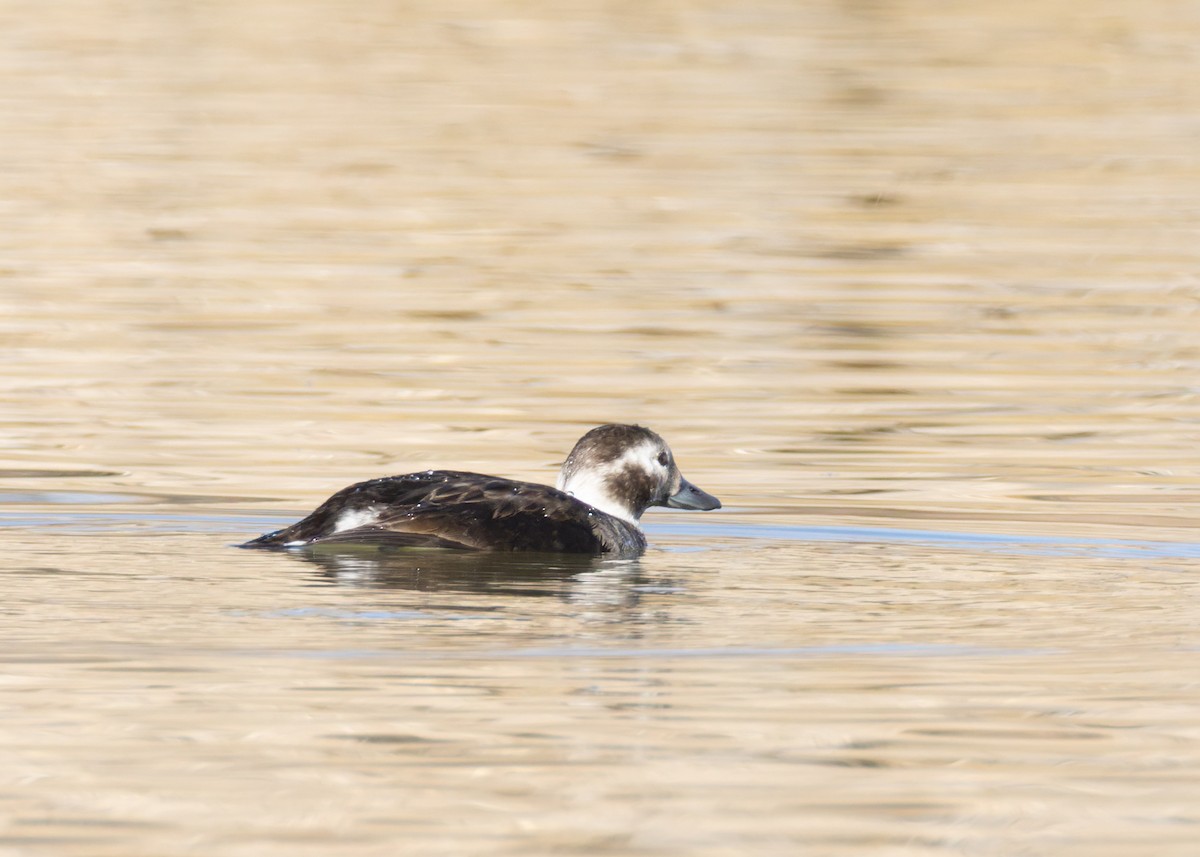 Eisente - ML646839065