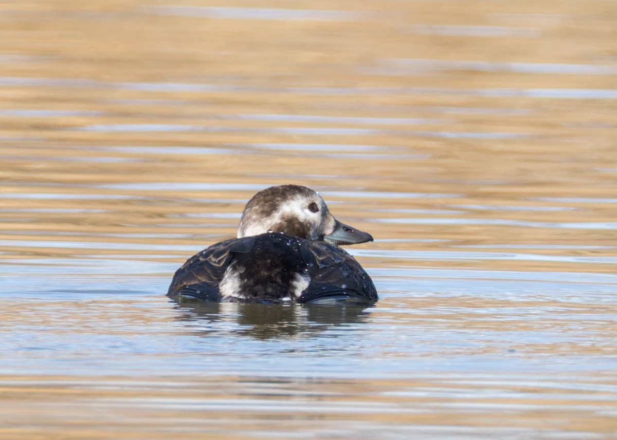 Eisente - ML646839067