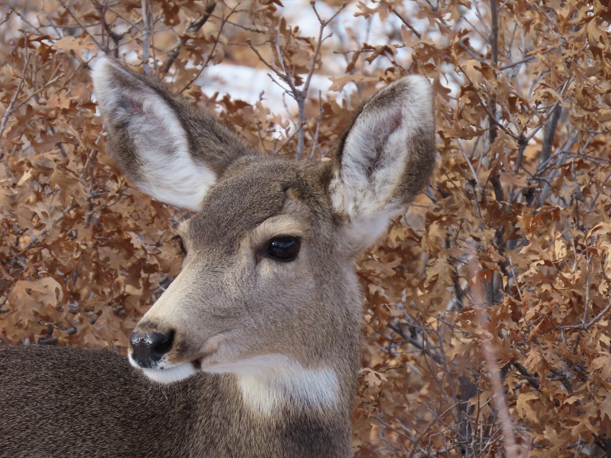 Mule Deer - ML646839068