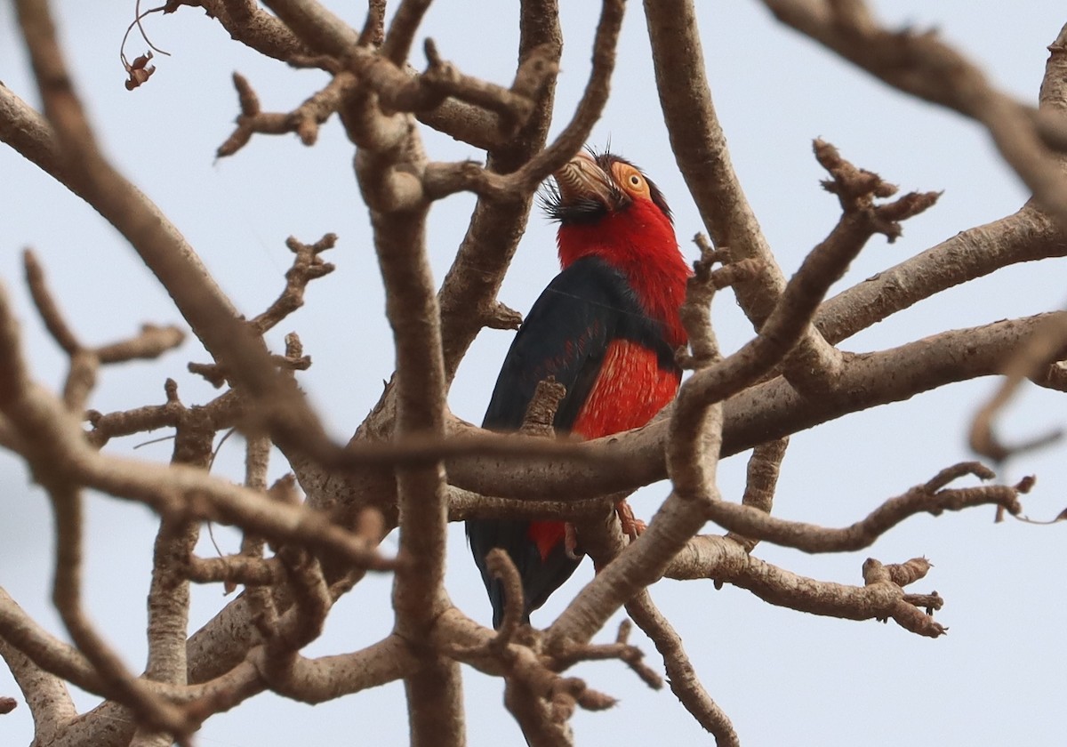 Bearded Barbet - ML646839070