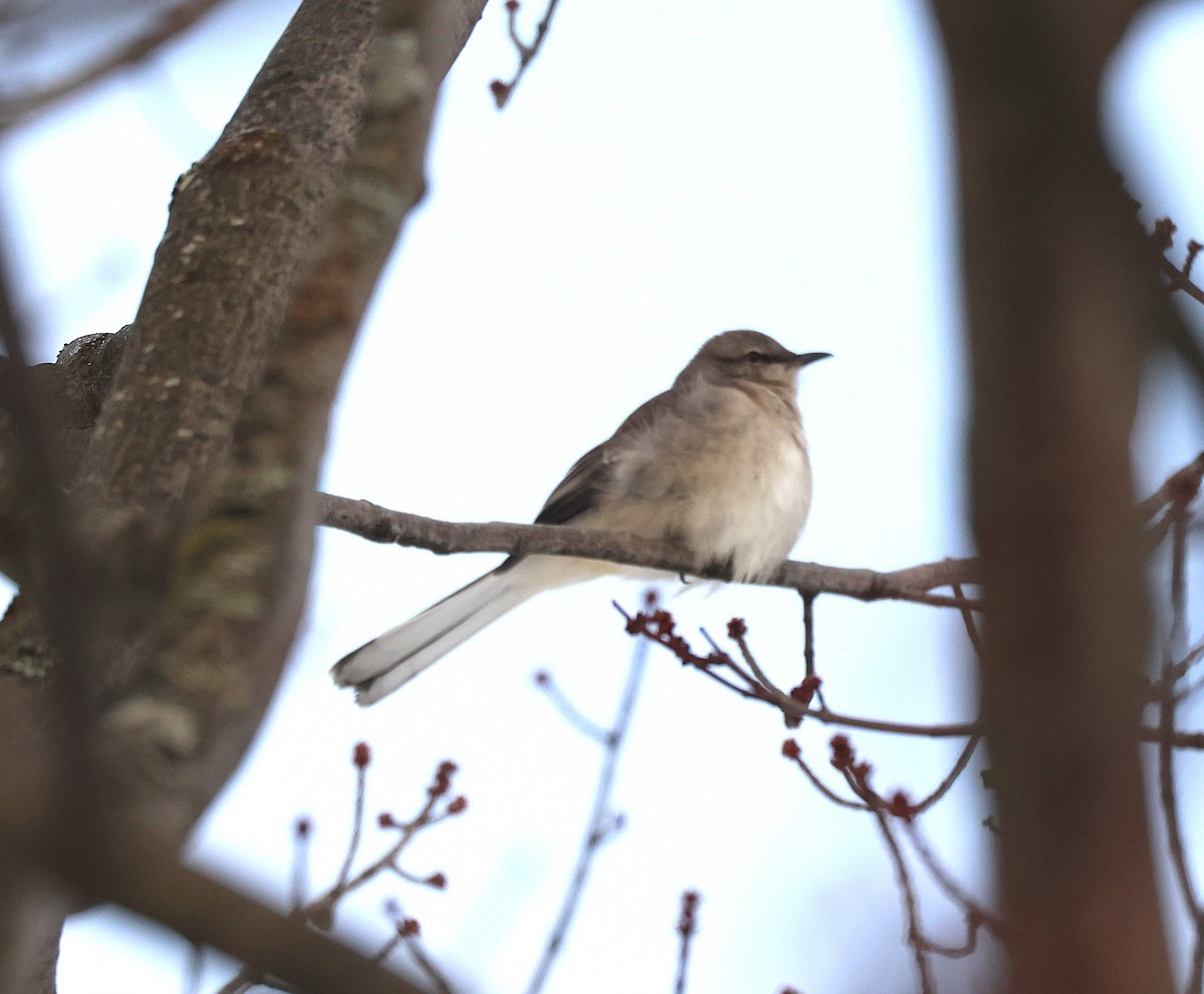 Многоголосый пересмешник - ML646839071