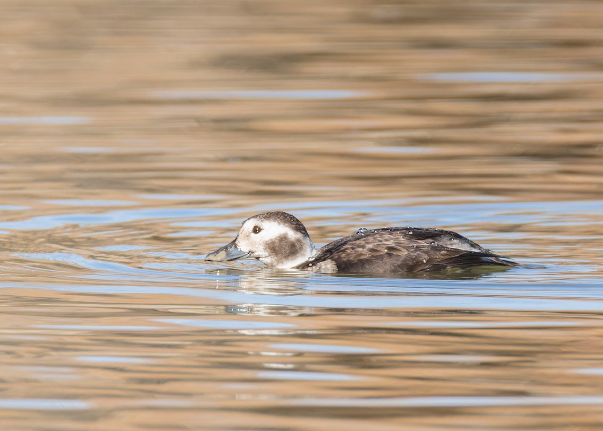 Eisente - ML646839073