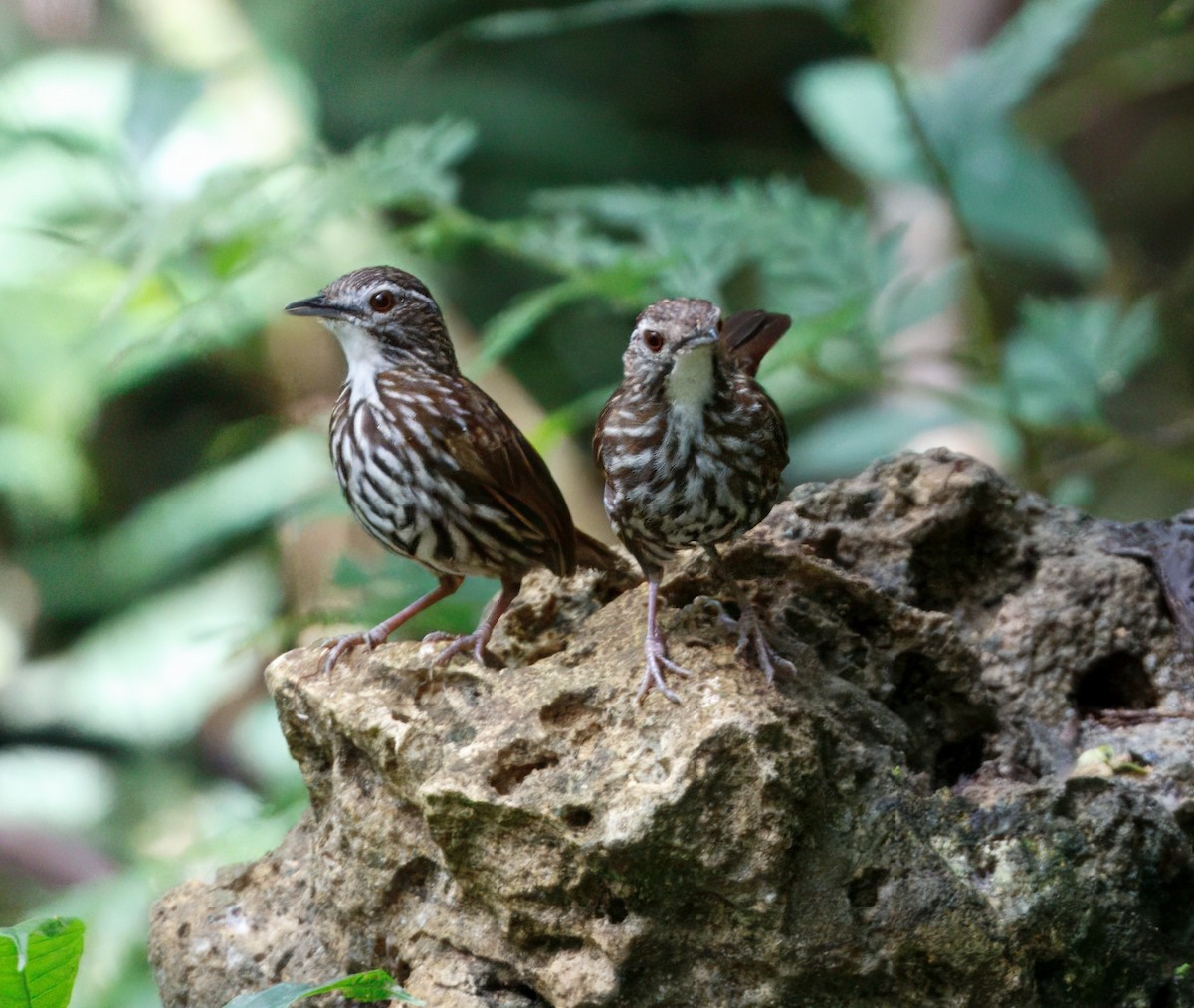 Striated Wren-Babbler - ML646839074