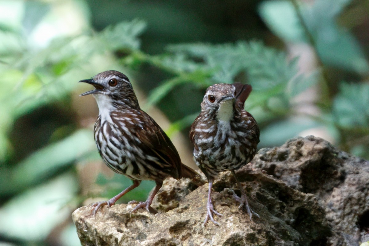 Striated Wren-Babbler - ML646839075