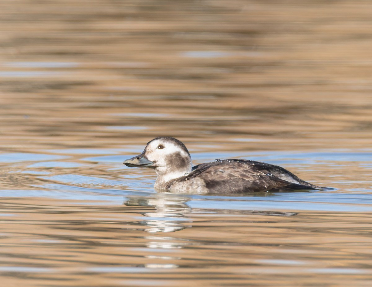 Eisente - ML646839076